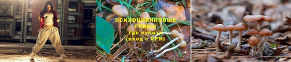 PSILOCYBIN Алзамай
